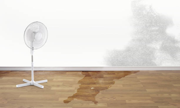 Best Local water damage restoration  in Westwood, CA