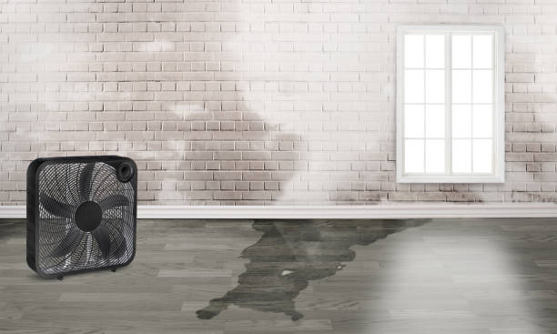 Best Flood damage cleanup  in Westwood, CA